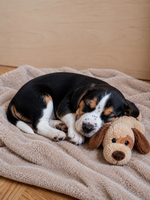 Beagle piesek  do odbioru