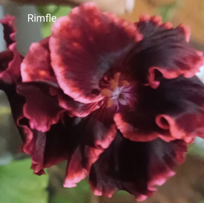 Королевская пеларгония