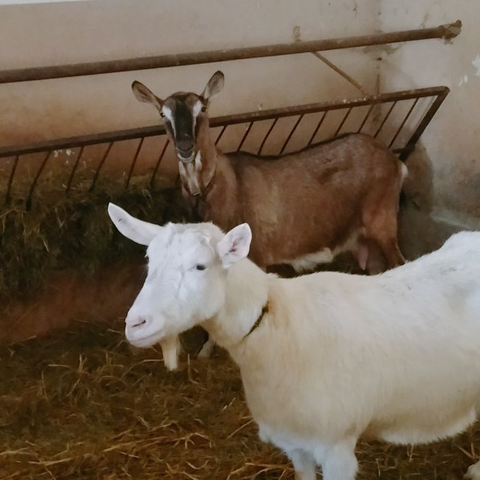 Sprzedam 2 kózki ( kotne)