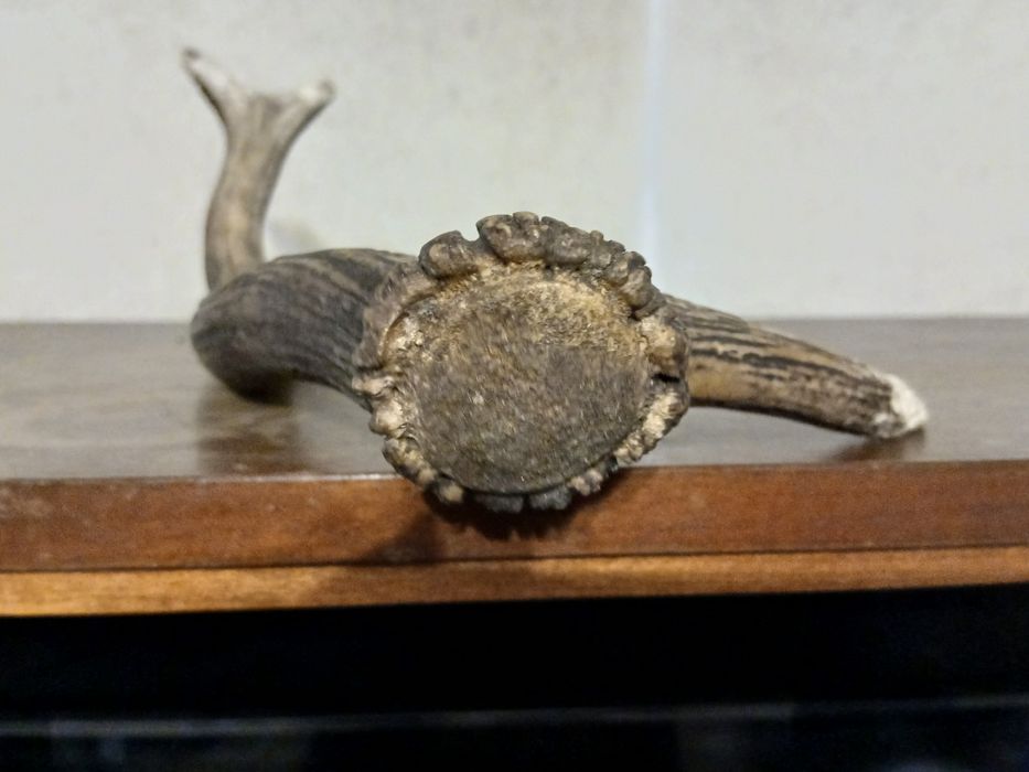 Натуральный рог оленя