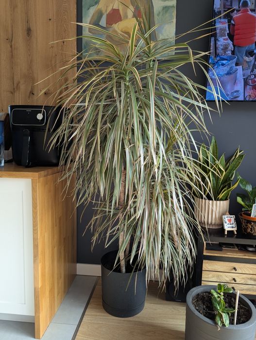 Duża, gęsta dracena, 180 cm, 3 pędy