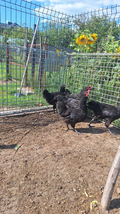 Australorp z maja