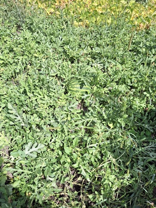 Від власника продається будинок.