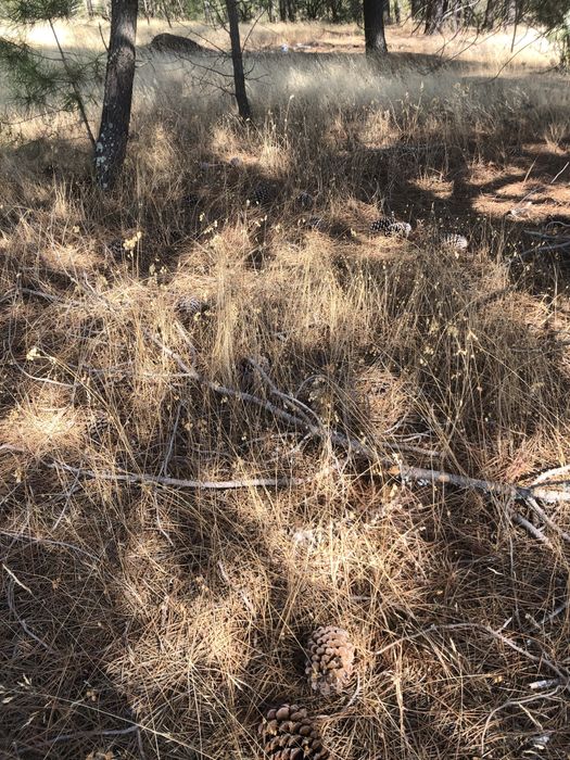 Pinhas Secas Naturais p/ Lareira | Saco Pequeno, Médio ou Grande