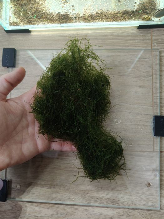 Oddam rośliny do akwarium i slimaki