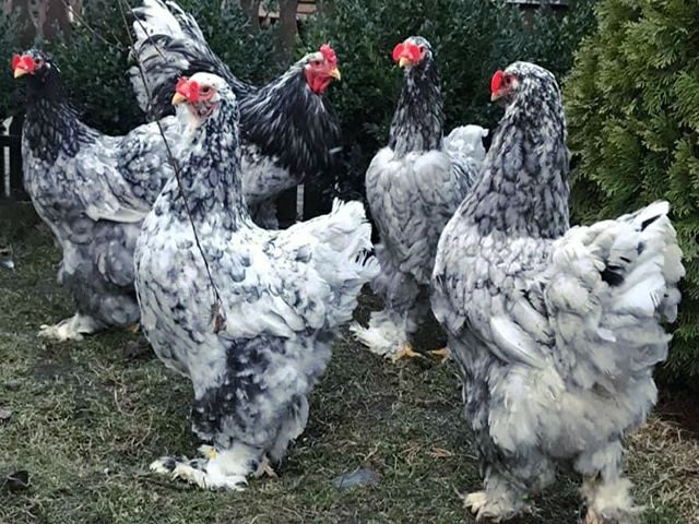 Інкубаційне яйце. Курчата, Брама спліш, золото.