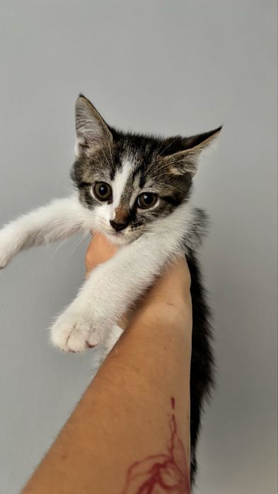 Котики 1,5 місяці
