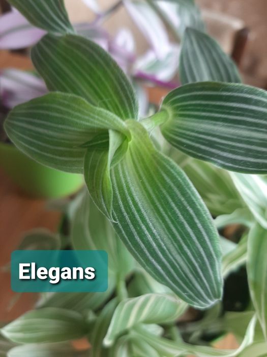 Trzykrotka  gałązki