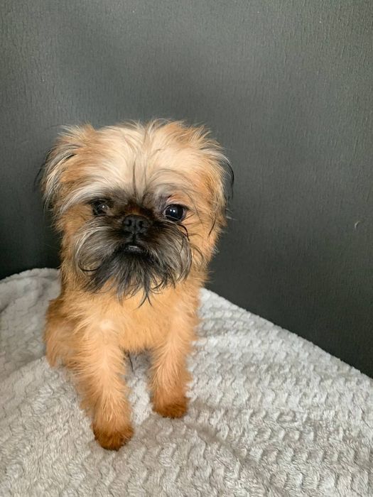 Цуценя  брюсельського грифона КСУ