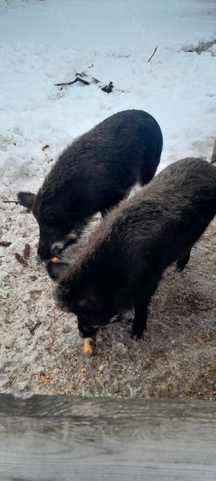 Продам пару свиней.