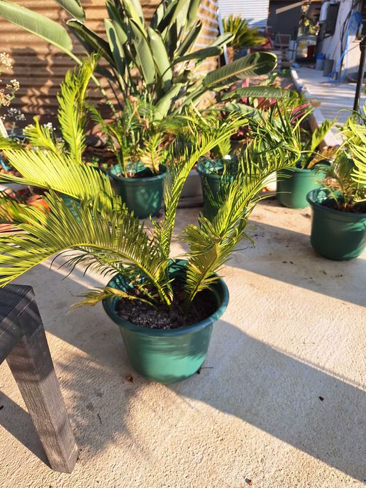 Sagu de jardim (cycas revoluta)