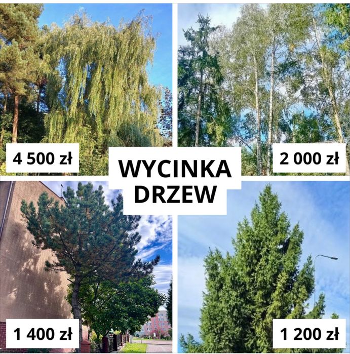 Wycinka drzew trudnych (Tczew, Pruszcz, Starogard, Malbork, Elbląg)