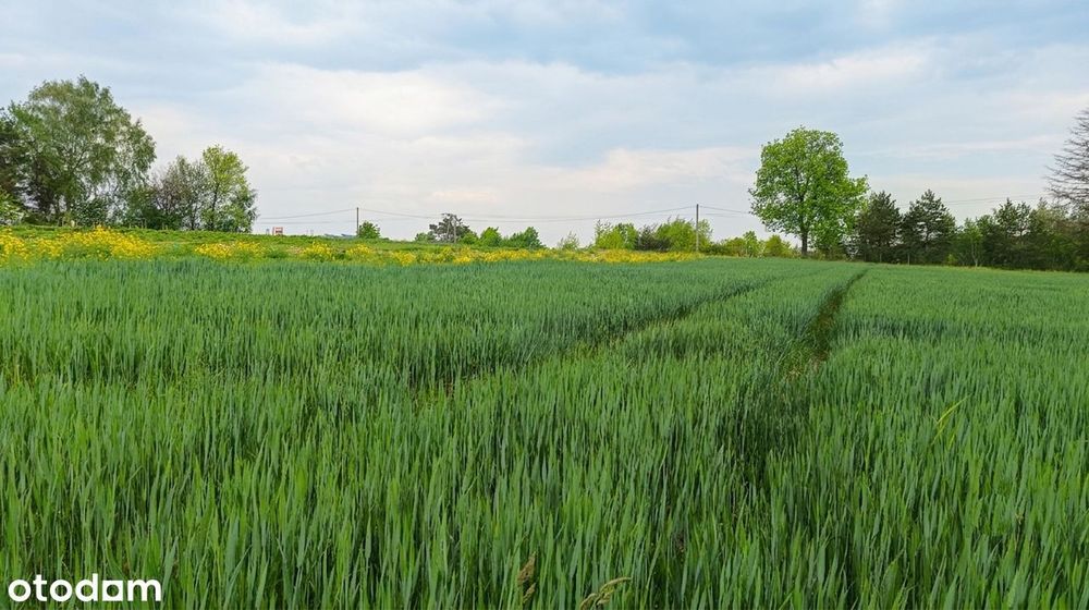 Wspaniała panorama każdego dnia | Działka budowlana 3010 m² Tarnawatka