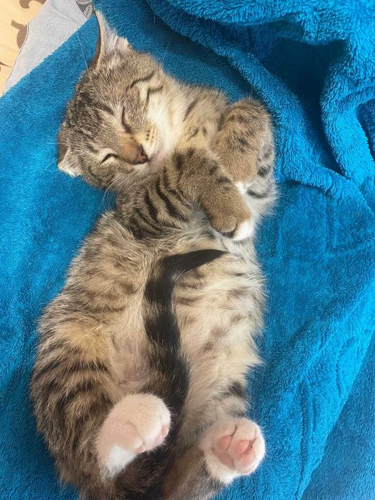 Котята полосатики мальчики: Безкоштовно - Безкоштовно (тварини і в'язка ...