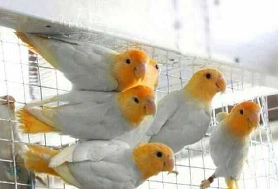 Vendo agapórnis bebés  meiguinhos