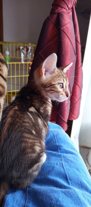 Gatinho  Bengal Marbale exótico