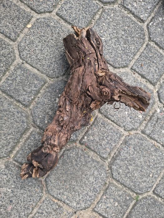 Pnie winorośli pochodzące z winnicy