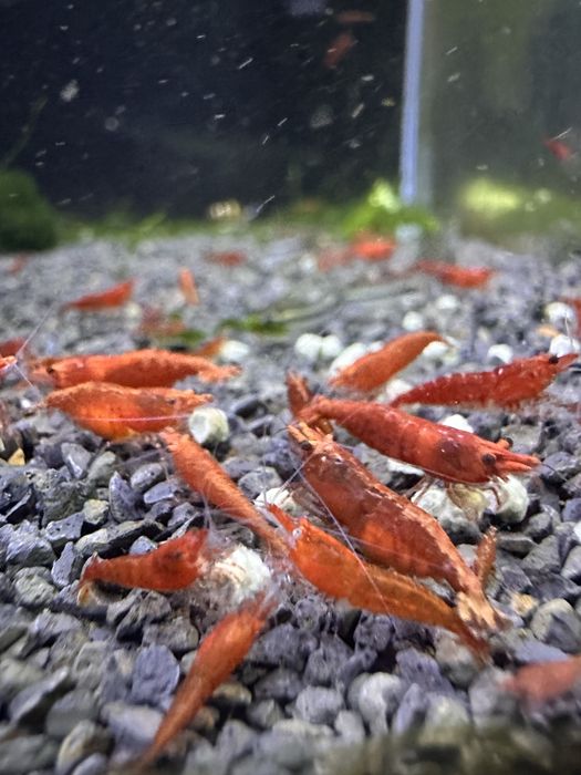 Neocaridinas red Fire