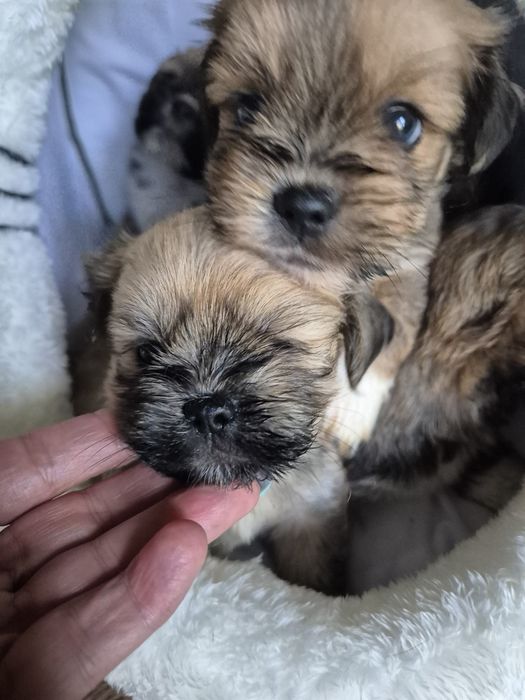 Lhasa Apso piesek
