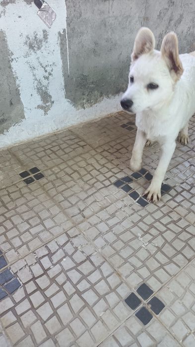 Lindos cachorros brancos para adoção