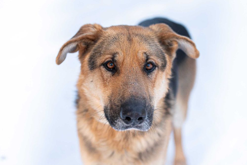 CCAMARO - duży, łagodny, przytulaśny