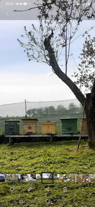 Бджолині сім'ї та Вулики (Карпатка)