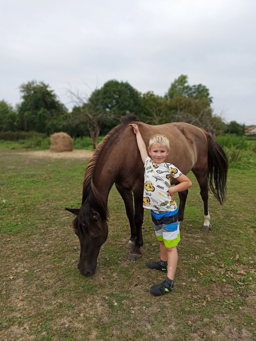 Klacz hucuł huculska kuc