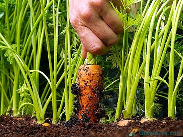 PLANTA Ziemia uniwersalna worek 80l do kwiatów i warzyw