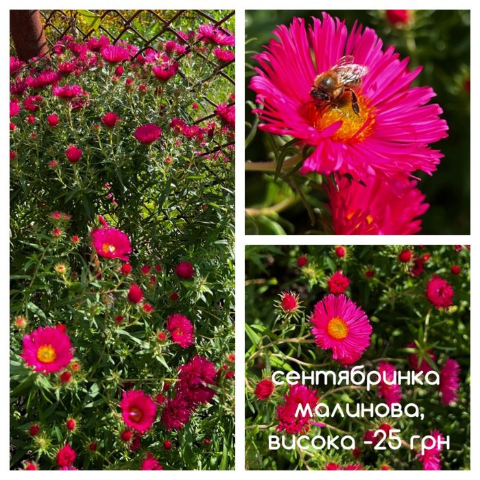 Хризантема, сентябринка, айстра