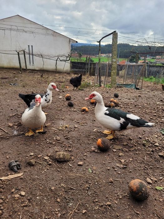 Ovos de patos mudos galados