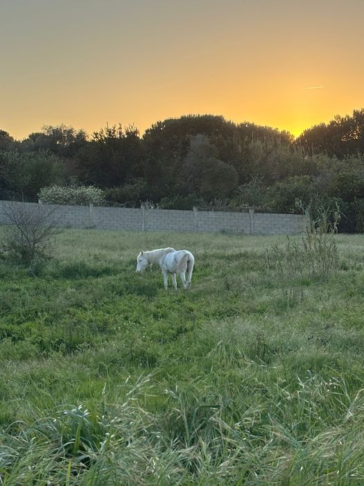 Cavalo capado isabel