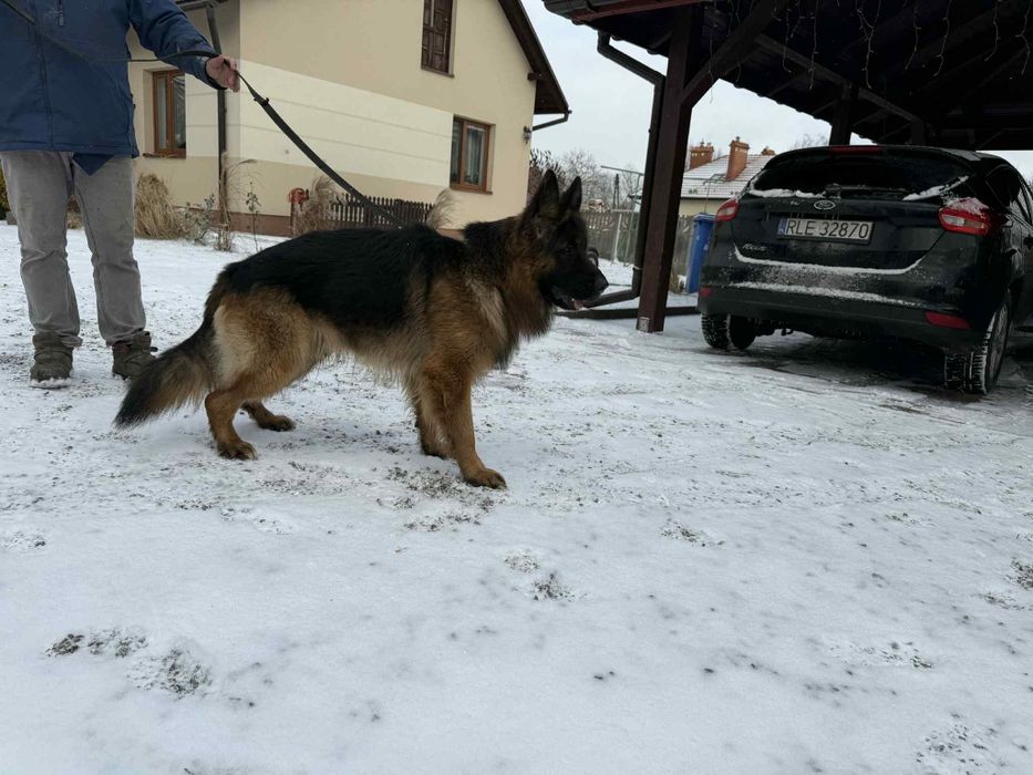 Owczarek niemiecki długowłosy