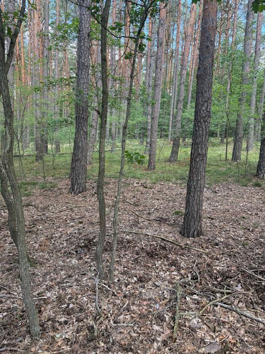 Działka budowlana 1373 m² - KONEWKA k/Spały - Widok 3