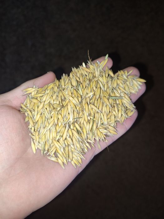 Продам овес 2025 року