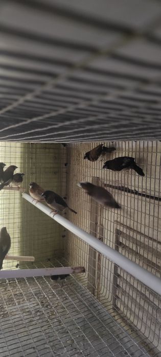 Cedo bengalins do Japão