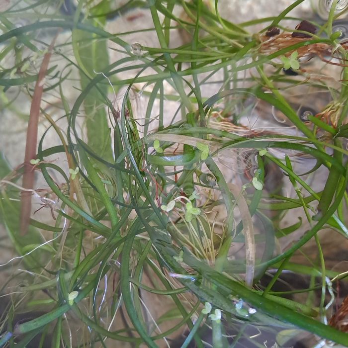 Rośliny akwariowe sagittaria subulata trawa