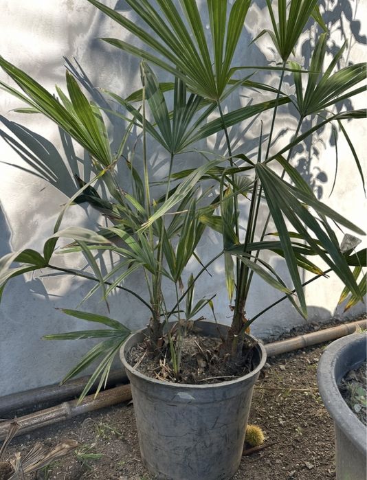Palmeira de leque