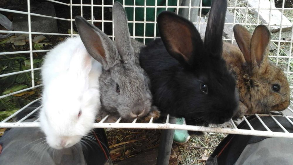 Króliki sprzedam, cena za kg żywca.