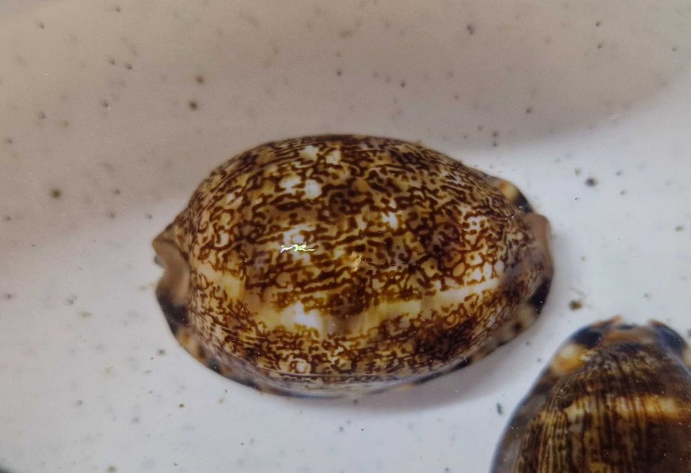 PORCELANKA Mauritia arabica !! Akwarium Morskie
