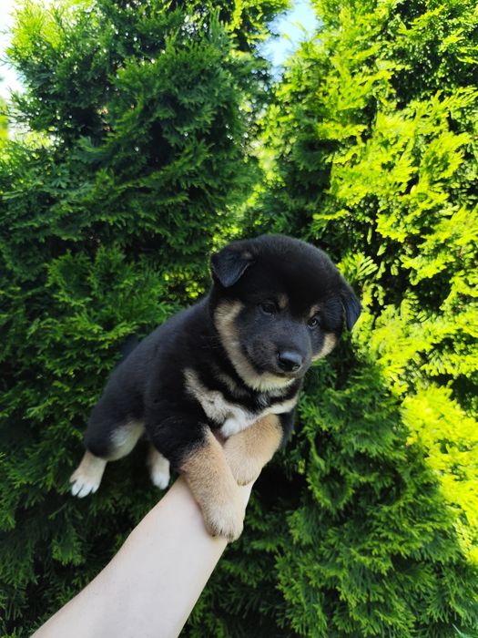 Shiba inu piesek