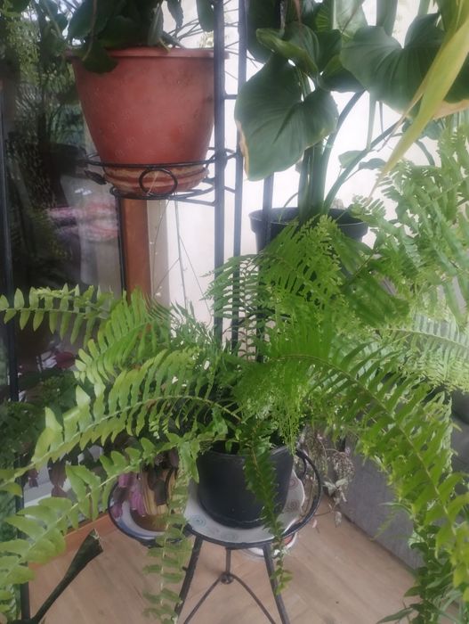 Вазони. Великий вибір.