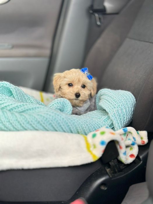 Дивовижні дівчатка і хлопчики міні Мальтіпу