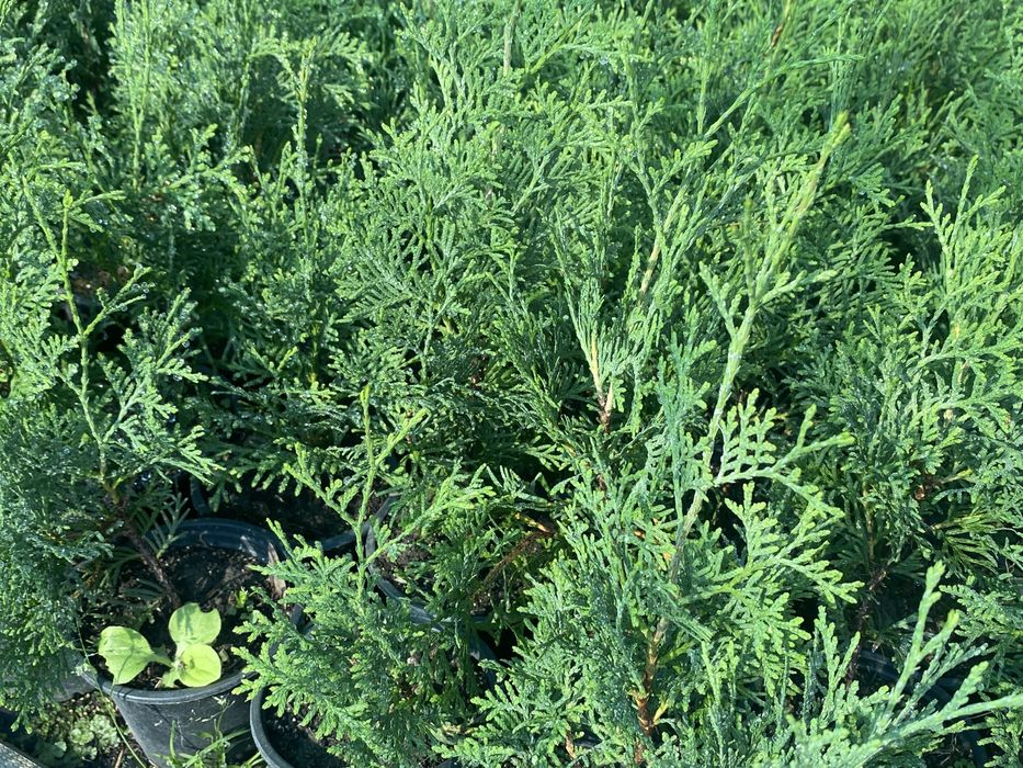 Туя смарагд колумна даника Харьков Солоницевка