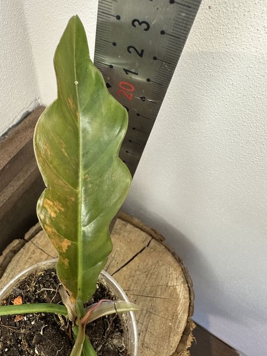 Філодендрон Philodendron  Філодендрон Caramel Marble var.