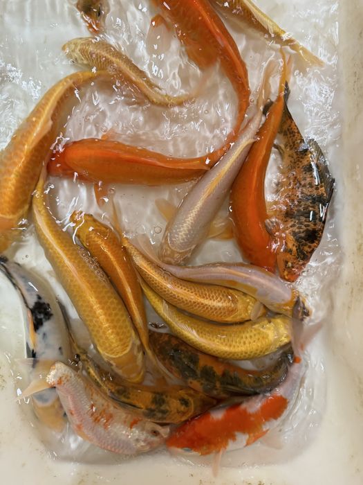 Amury narybek amura amur czysty staw ryby kroczek