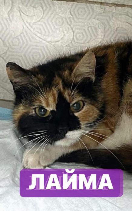 Кіця кішка трехколірна