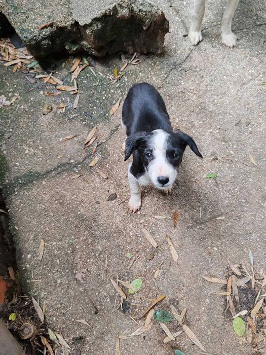 Linda canídea, será doada a quem tiver condições e gostar dela