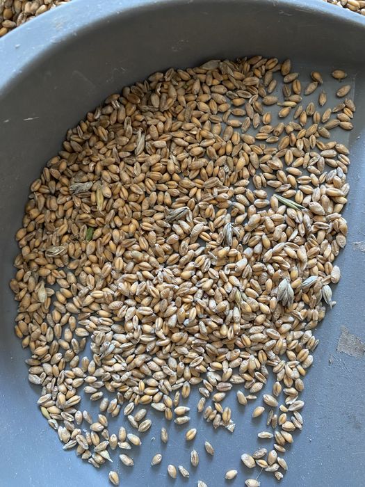Pszenica ozima EUFORIA po centrali