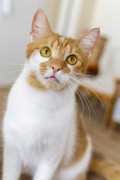 Marcyś młody kocurek szuka kochającego domu