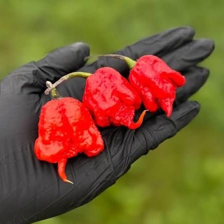 1kg papryki carolina reaper